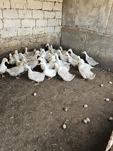 qaqa ördəyi: Dişi, | Kuban, Yumurtalıq — 4