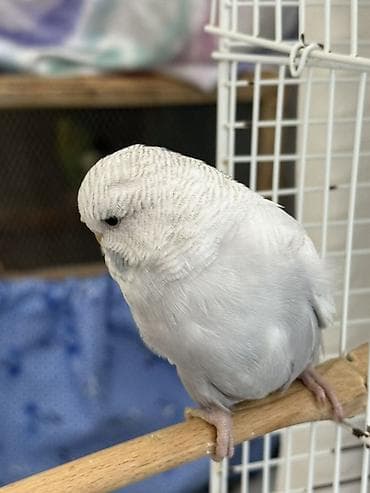 Akvariumlar: Temiz qan bala çex quşlardır ve ele oyresdırmek üçün ela vaxtdır ırı — 3