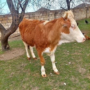 Quşlar: Simental dana — 5