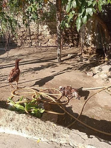 it ucun qurd dermani: Təmiz Turk cinsi Fere ve cuceler — 3