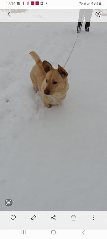 собака отдам в хорошие руки: 2 года, Самец, Самовывоз — 3
