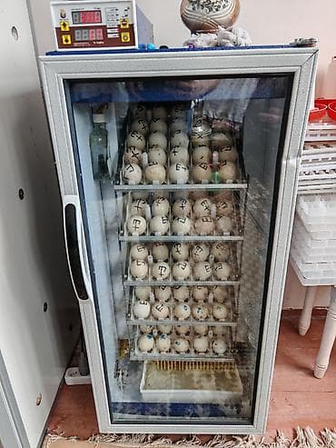 300 yumurta, İran, Tam avtomat — 1