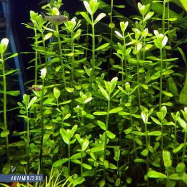 компрессор для аквариума бишкек: Bakopa monye. Akvarium bitkisi — 1