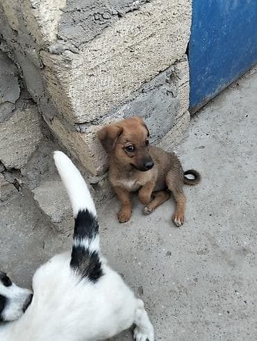 tap. az ov itleri: Balaca itin balası – qəhvəyi rəngdə, qısa tüklü, qıvrım quyruqlu. Orta — 3