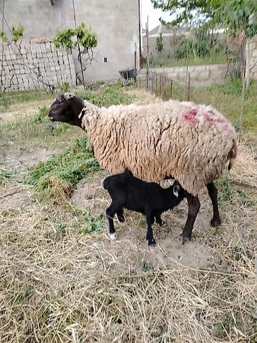 it satisi afcarka: Ana ala qoyun, quzu su erkəkdi. Qiyməti 400m.qoyun iri qoyunu, dişləri — 2
