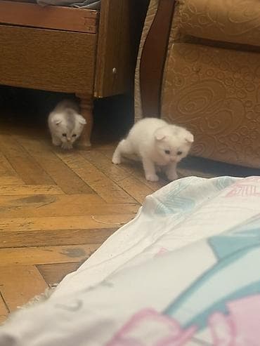 Digər heyvanlar: Şotland yastı qulaq — 6