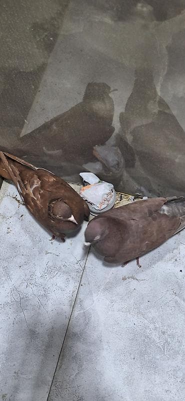 goyərcin yumurta: Cütdülər yumurtaya döyüllər Xüsusiyyətlər: - Növ: Ev/şou tipli — 1