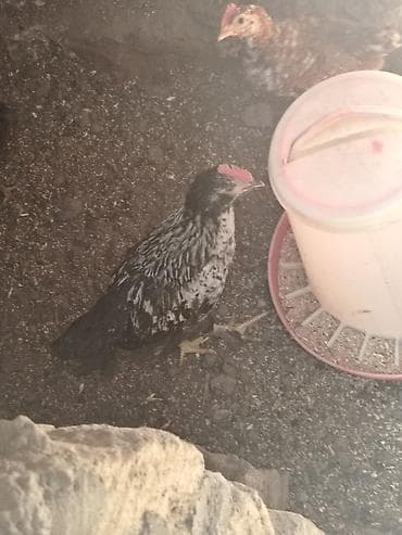 heyratı toyuğ: 2 si satılır biri qarışığ brahma ya oxsuyur biridə qarışığ heyrati ya — 2