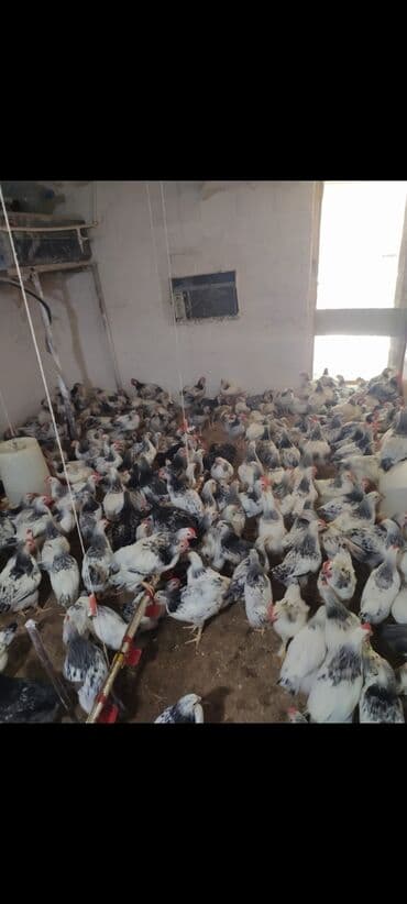 cins ineklerin qiymeti: Salam cekileri 1 kiloya qeder var isdeyen vacabda yaza biler — 1