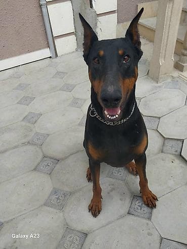 balaca it adlari: Doberman — 9