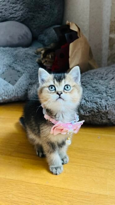 pişik latok: Şinşilla, Dişi — 2