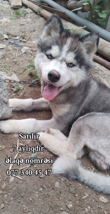 xaski it: Xaski, 6 ay, Erkek, Sənədli — 1