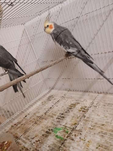 geref quşu: Məhsul: Nimfa tutuquşuları (cockatiel) Təsvir: - Rəng: Boz (grey) — 4