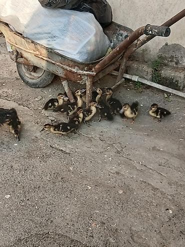 karella qus: 13 bala 1 Ana avqusdun 1 cxblar ünvan enzes kom alan olsa endirim — 1