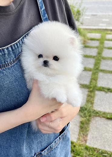 Şpitz, 2 ay lalafo.az -da Şpitz, 2 ay