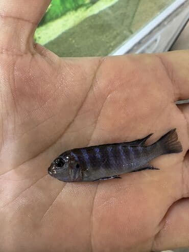 dib balıqları: Cixlid balığı, Yırtıcı — 1