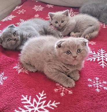 sort pişik: Şotland — 4