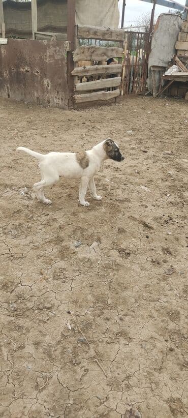 it şəkiləri: 4 ay, Erkek, Ünvandan götürmə — 3