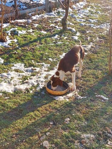 bildirçin satilir 80 qep: 9 ay, Dişi, Ünvandan götürmə — 4