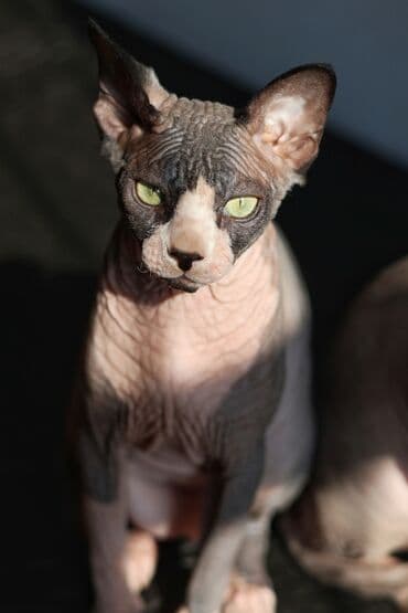 munchkin pişik: Sfinks, Erkək, Dişi, Yaxşı əllərə, Ünvandan götürmə — 3