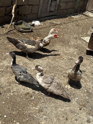 pekin ordekleri: Lavanda Lal ördəyləri, 2aylıq Balalardır. Tam Sağlam ördəylərdir — 1