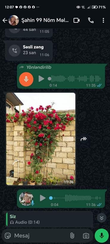 mal dili bitkisinin faydaları: Bu dırmanan qızılgül kolları bağçalara və divarlara gözəllik qatmaq — 5