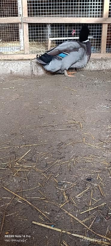 golden retriver it: Erkək, Damazlıq — 5