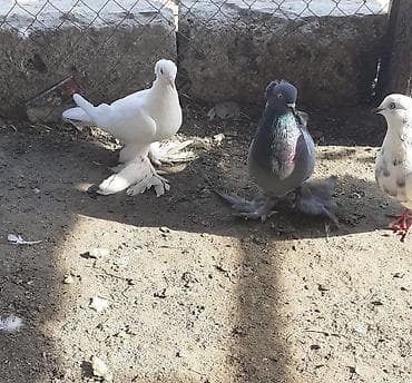 rhode island red: Iri lelekli kekilli quslar satilir hamisi ebresden — 3