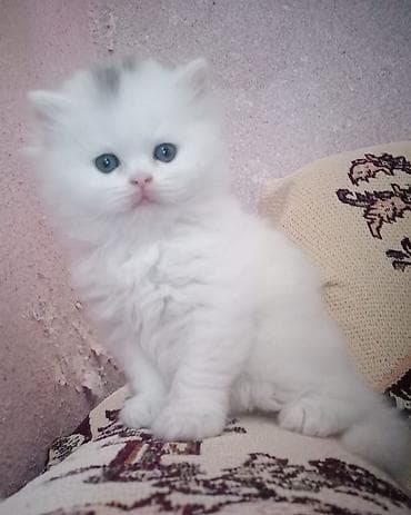 şinşıla: Qızıl şinşilla — 5
