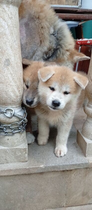 böyüməyə itlər: Akita-inu, 2 ay, Erkek, Ödənişli çatdırılma — 9