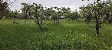 cinarli park ev satilir: 10 sot, Kənd təsərrüfatı — 6