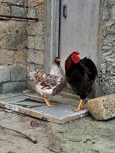 kənd toyuqlari: Toyuq, Damazlıq — 5