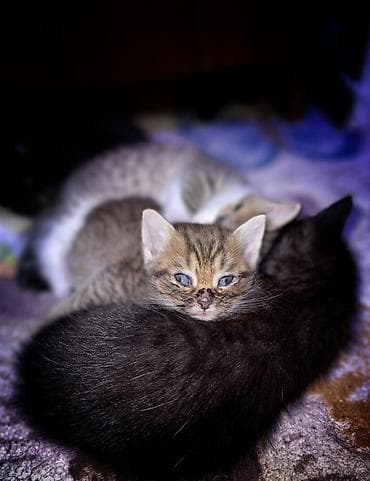 Heyvanlar üçün mallar: Yaxşı əllərə, Ünvandan götürmə — 2