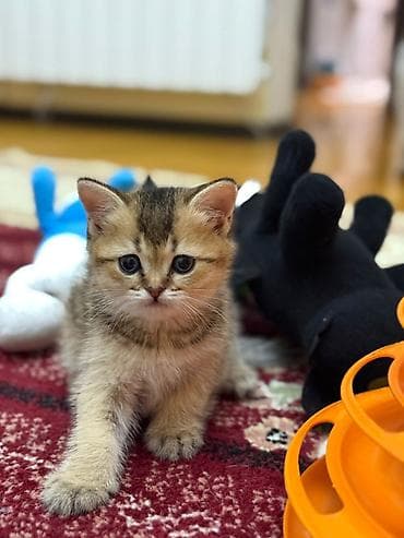 Digər heyvanlar: Qızıl şinşilla, Erkək — 8