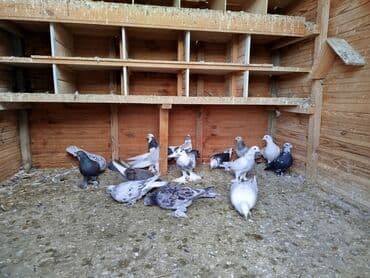 goyercin satisi 2019: Salam gördüyünüz quşlar biri 15 manatdan satılır əbreş də var — 3