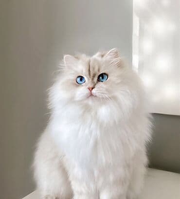 pisik sekilleri: Şinşilla, Erkək, Cütləşmə üçün — 2