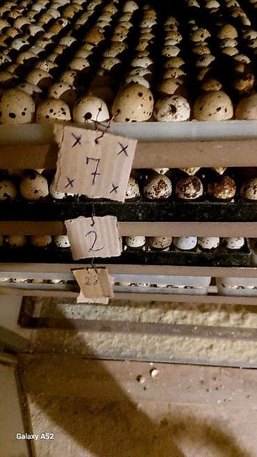 Pişiklər: Məhsul: Bildirçin və bildirçin yumurtası Təsvir: - Cins: Ət-yumurta — 9