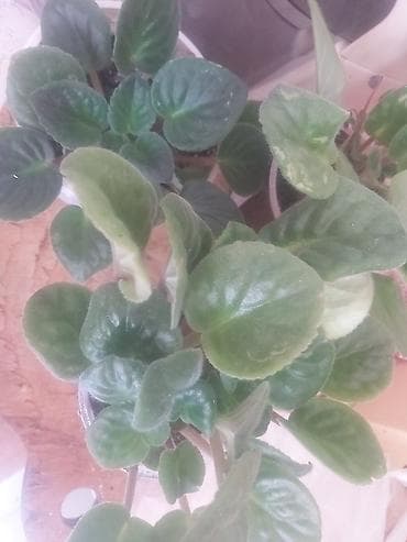 monstera bitkisi: 40 ədəd bənövşə şəkildə olduğu kimi satılır — 9