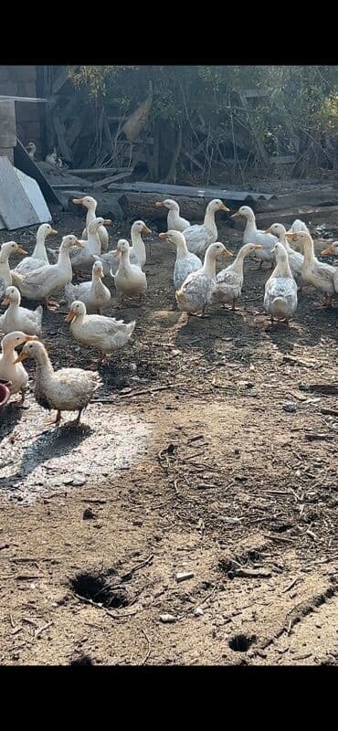 ev donuzu: Ağ ördəklər – təsərrüfat üçün sürü - Növ: ağ ev ördəyi (peyğəmbərqazı — 2