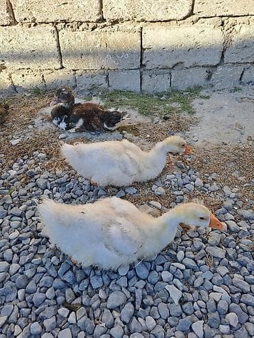 Digər quşlar: 15bala 2ay 15 20gunlukdu boyukdurler Lal ordekler 2dene ana satilir — 4