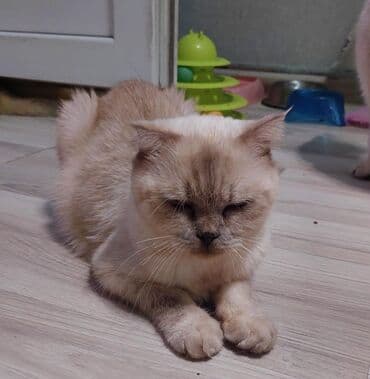 pişik blender: Şotland yastı qulaq, Dişi, Yaxşı əllərə, Ünvandan götürmə — 5