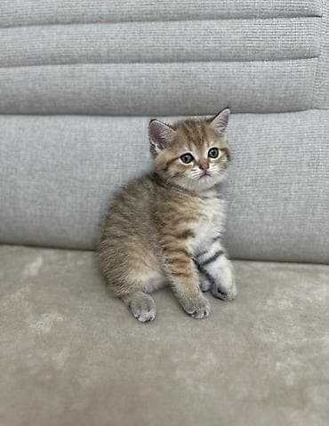 Qızıl şinşilla, Erkək, Yaxşı əllərə lalafo.az -da Qızıl şinşilla, Erkək, Yaxşı əllərə