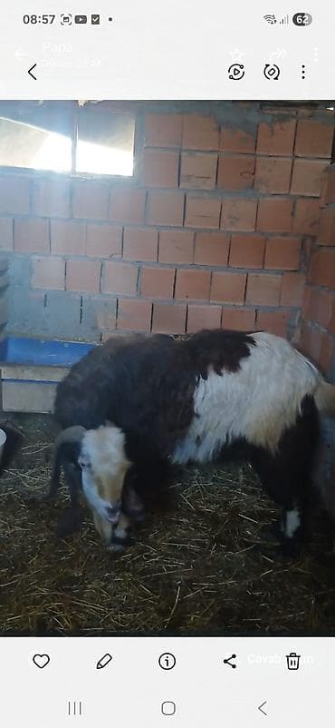 Keçi sürüsü – ana keçilər və balaları - Şəkillərdə olan yerli cins