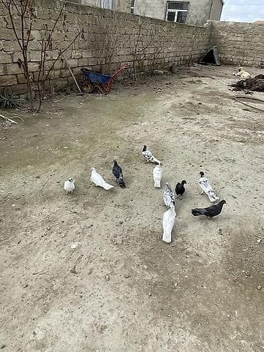 itler pikines type 1: 10 dene quşdur tam saglam heyvanlardı — 2