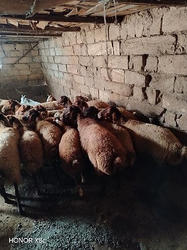 mal qara qusar: Obşi 27 baş heyvan di 22 baş qoyun 2 Erkey toğulu 3 de cepiş ətraflı — 5