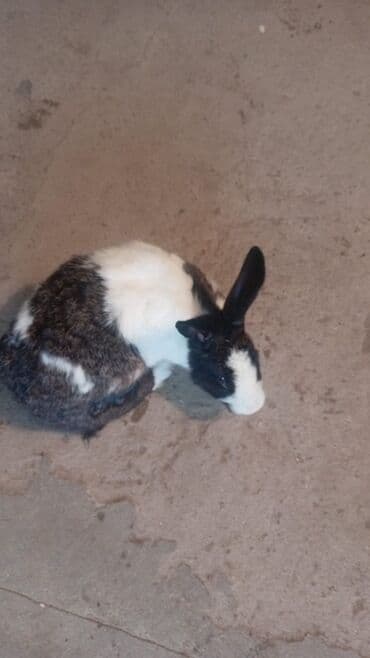 dovşan yuvasi: Məhsul: Evdə bəslənən dovşanlar Təsvir: - Fərqli rəng və naxışlarda 4 — 2