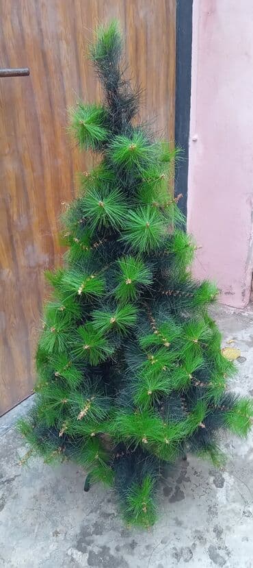 101 qizil gül qiymeti: Yolka. 10m — 2