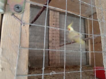 cuce qefes: Nimfalari (Cockatiel) cütü - Növ: Nimfa tutuquşusu (Nymphicus — 6