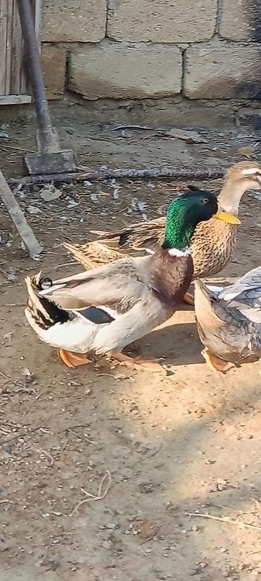 Səsli və lal ördeklər artıq bir çoxu yumurtayır alan xeyre qalar say