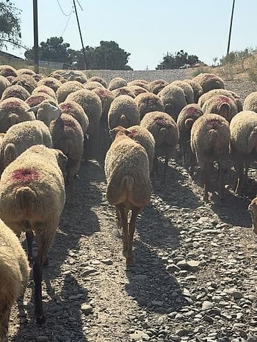 toyuq ucuz qiymete: 78 baş qoyun 1 qoç hamısı cavan boğaz heyvanlardır 1,2,3 qadındı — 2